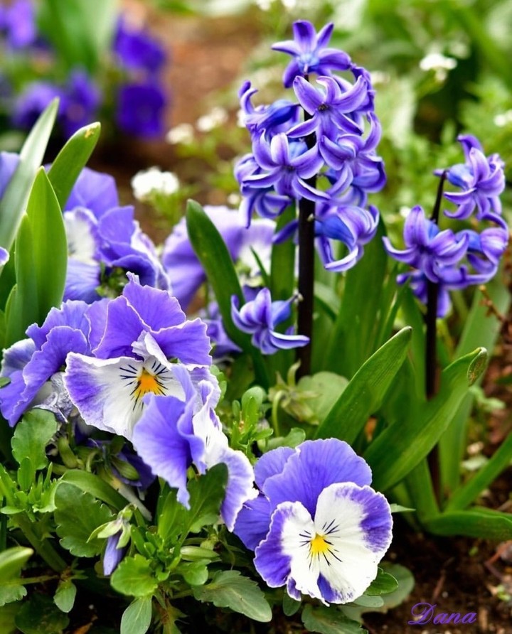 Viola & hyacint