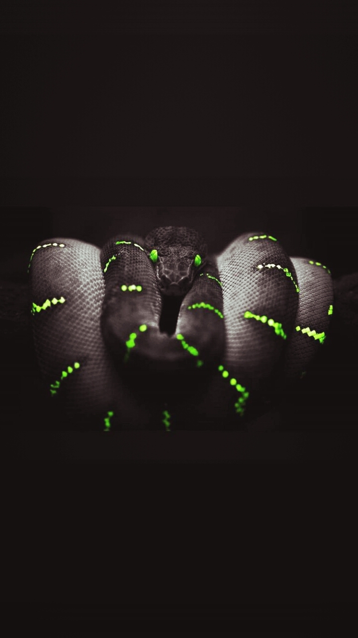 snAkE
