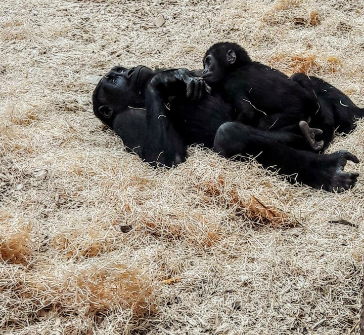 chimpanzee