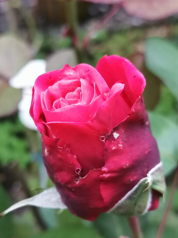 Blume