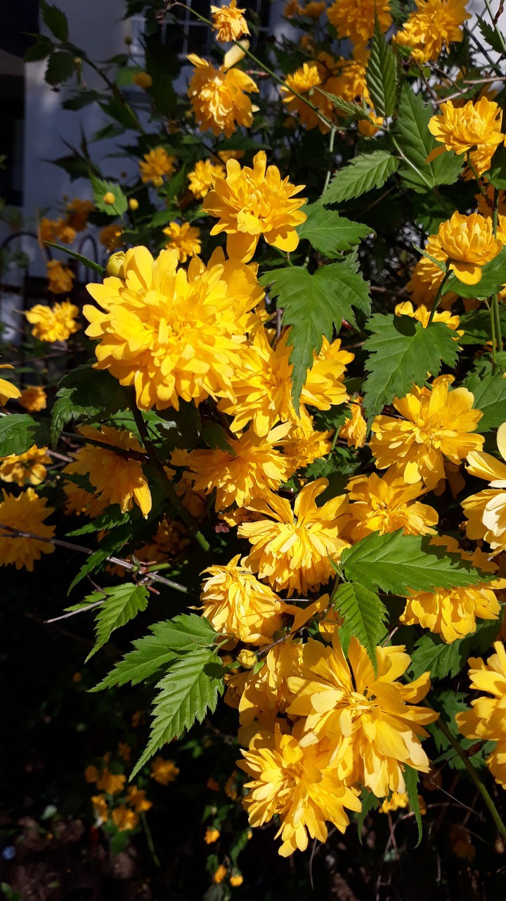 yellow flowers