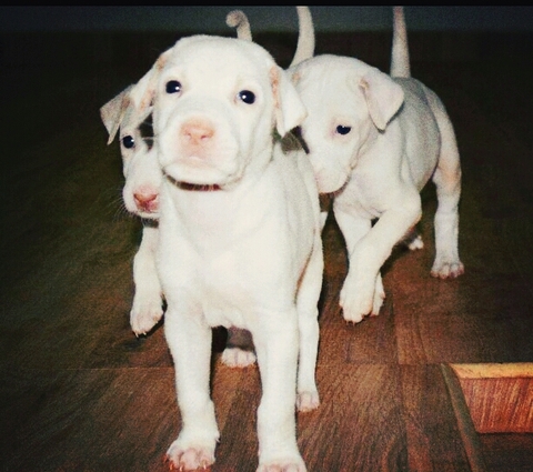 love puppies