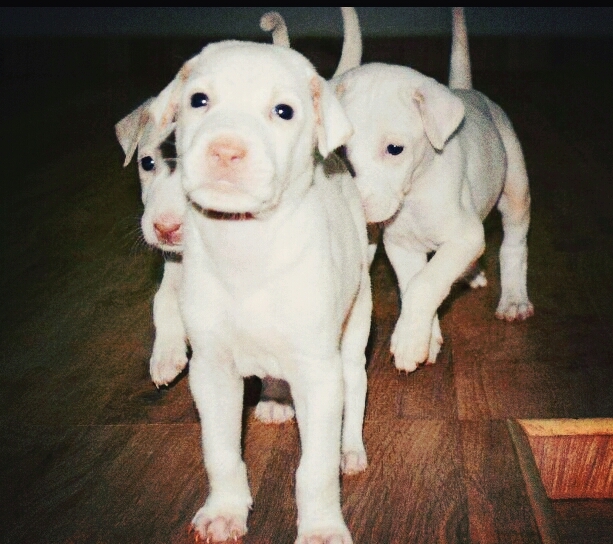 love puppies