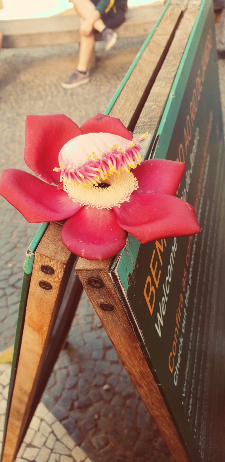 The bloom of...