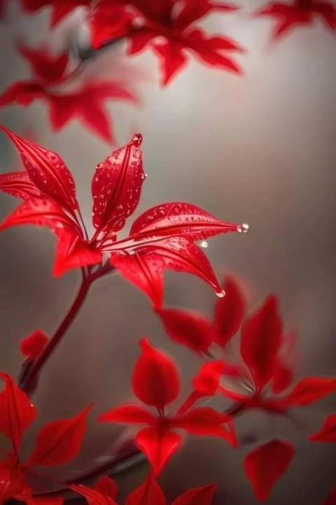 petal, lobelias Hintergrundbilder