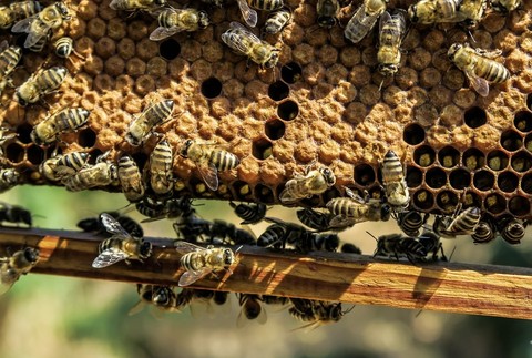 обои honeycomb, arthropod