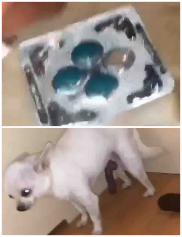 The dog eats Viagra