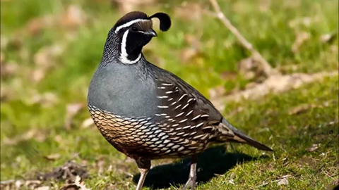 codorniz