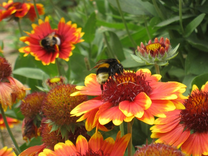 rot gelbe blume mit einer schönen Hummel darauf