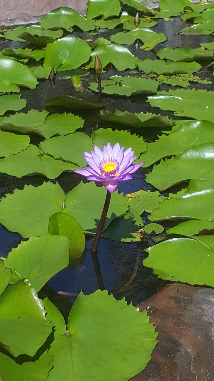 Lotus