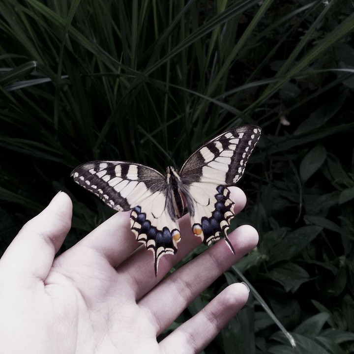 butterfly