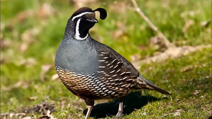 codorniz