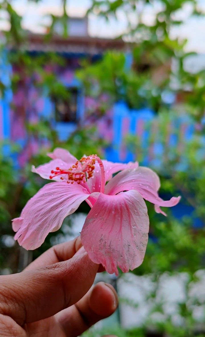 Hibiscus