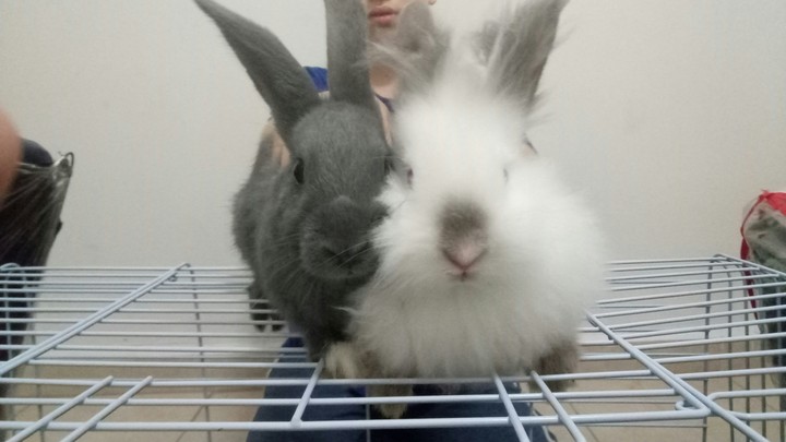 my rabbits