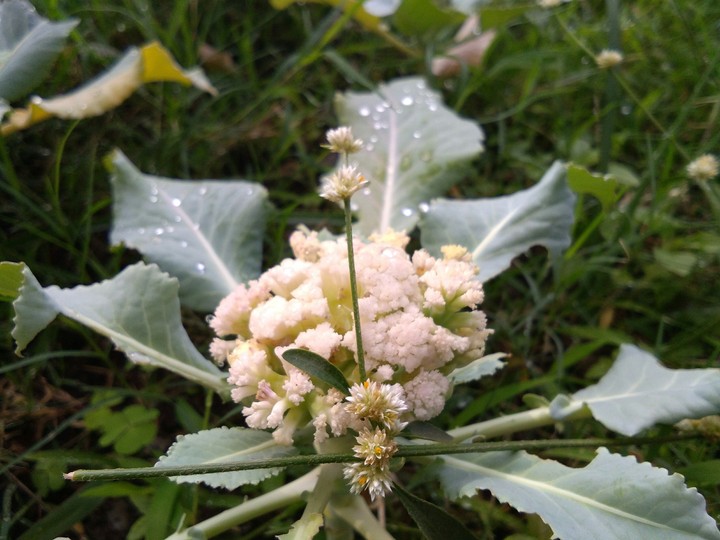 cauliflower