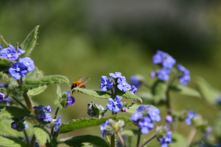 Wildflower