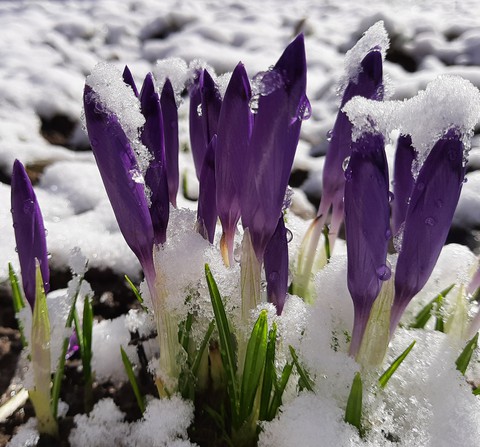 Hello Spring?