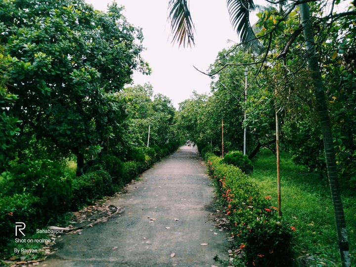 cashew garden