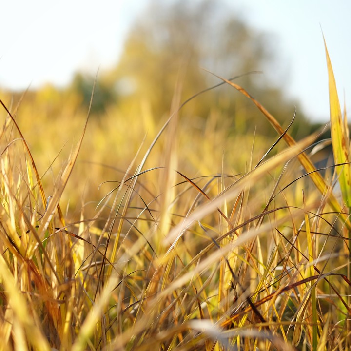 autumn grass