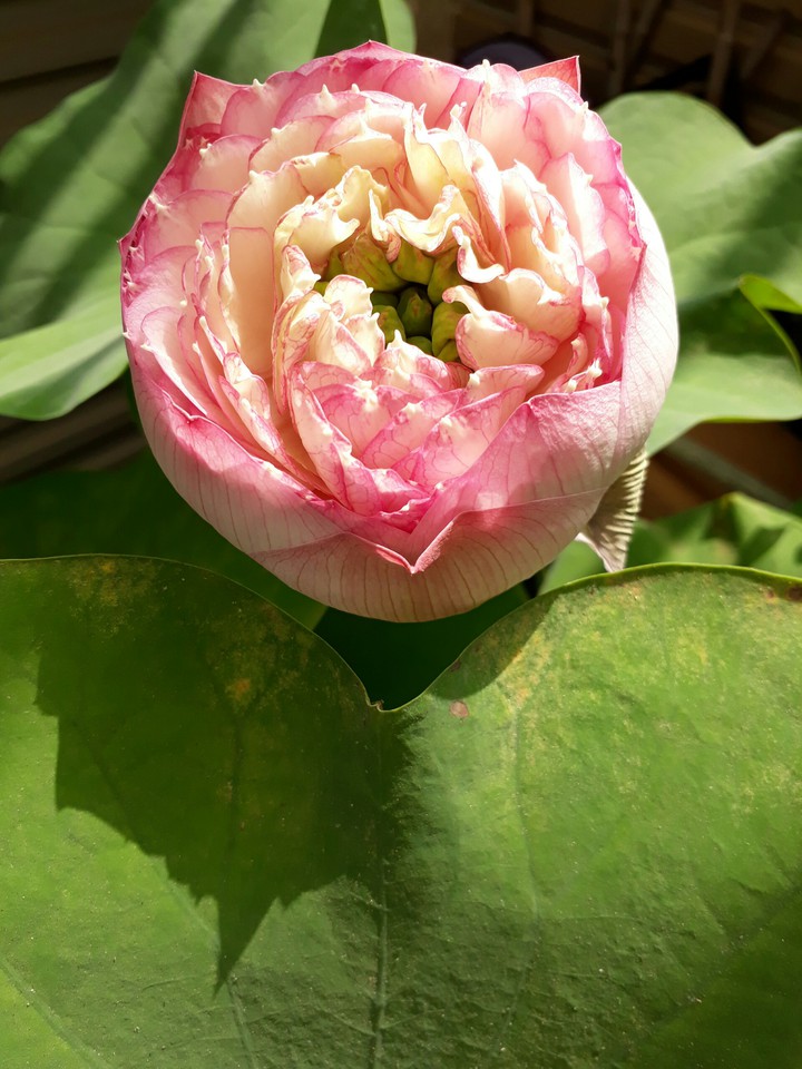 Lotus flower 荷花