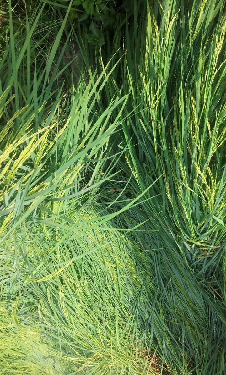 grass