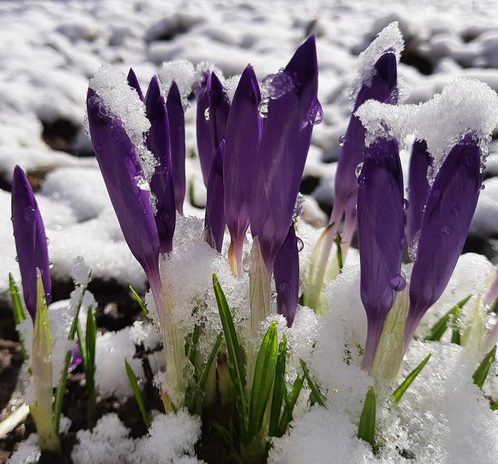 Hello Spring?