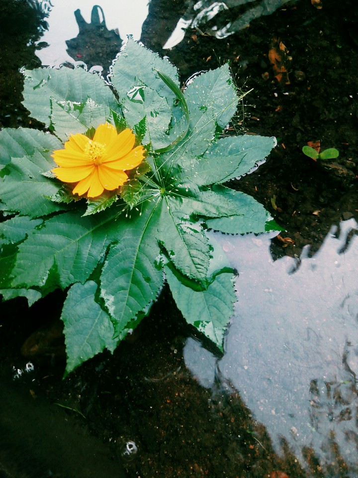 flower