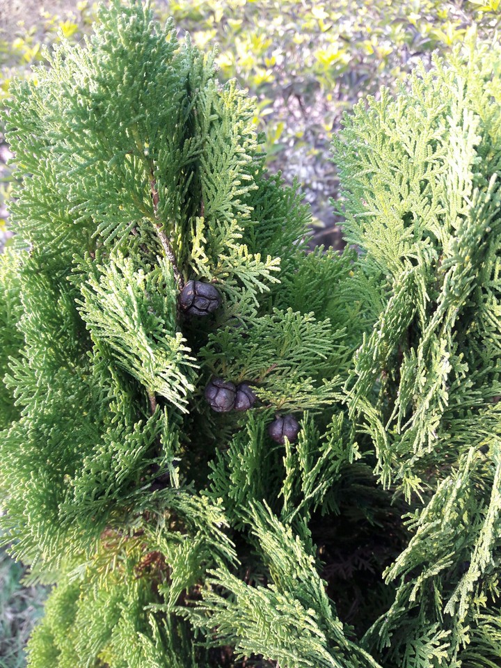tree