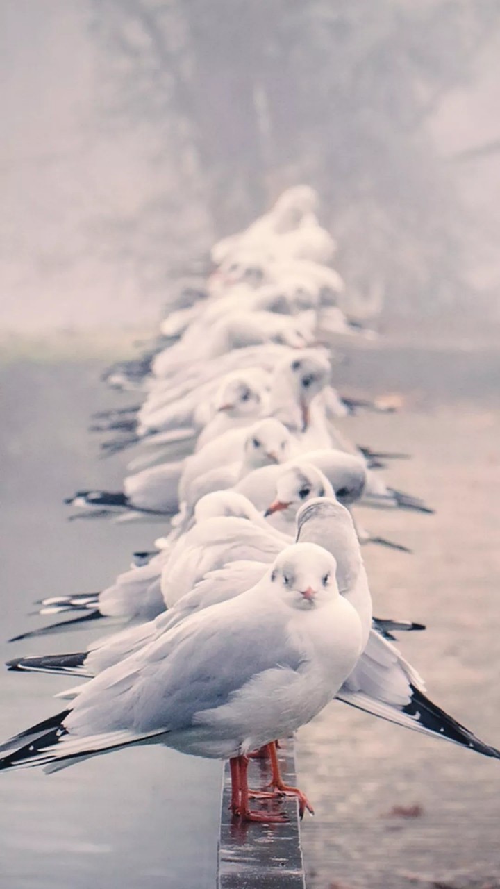 pigeons
