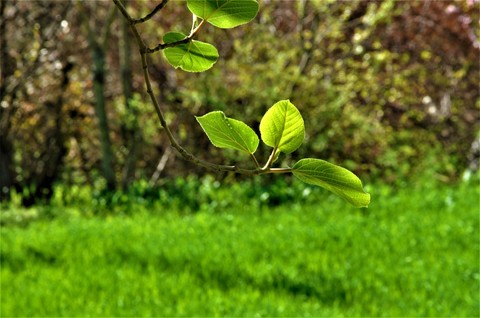 nature