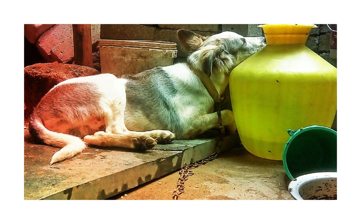 dog .