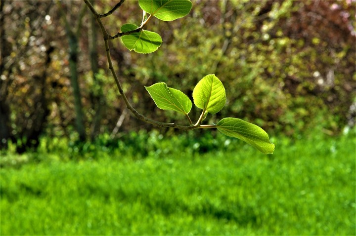 nature