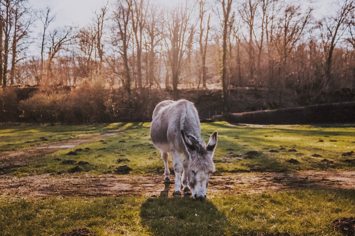 donkey