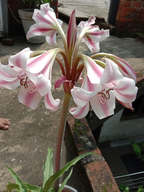 plant, lily壁纸