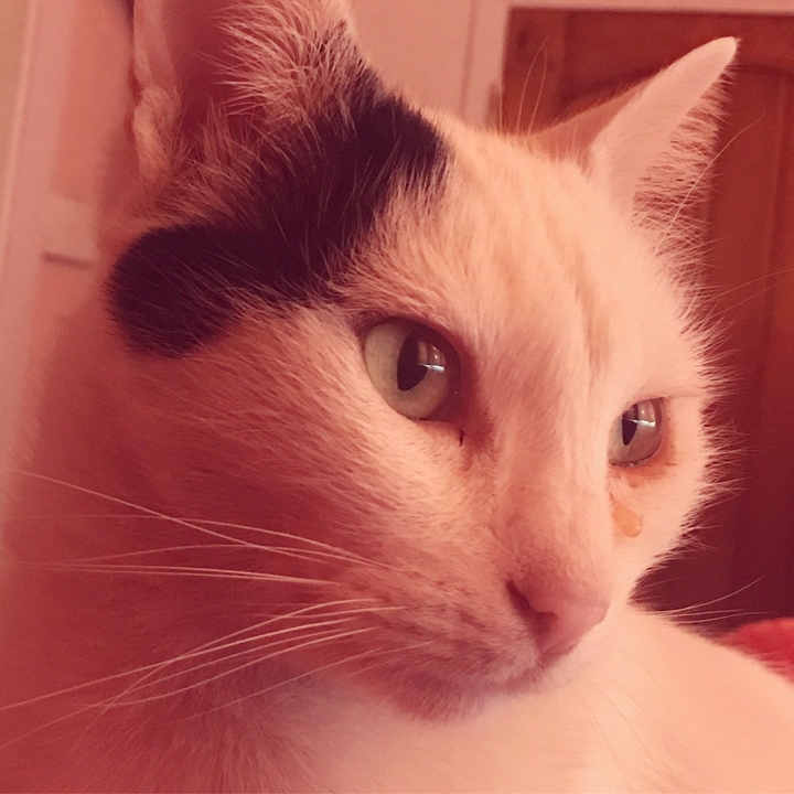 Purrfect pose
