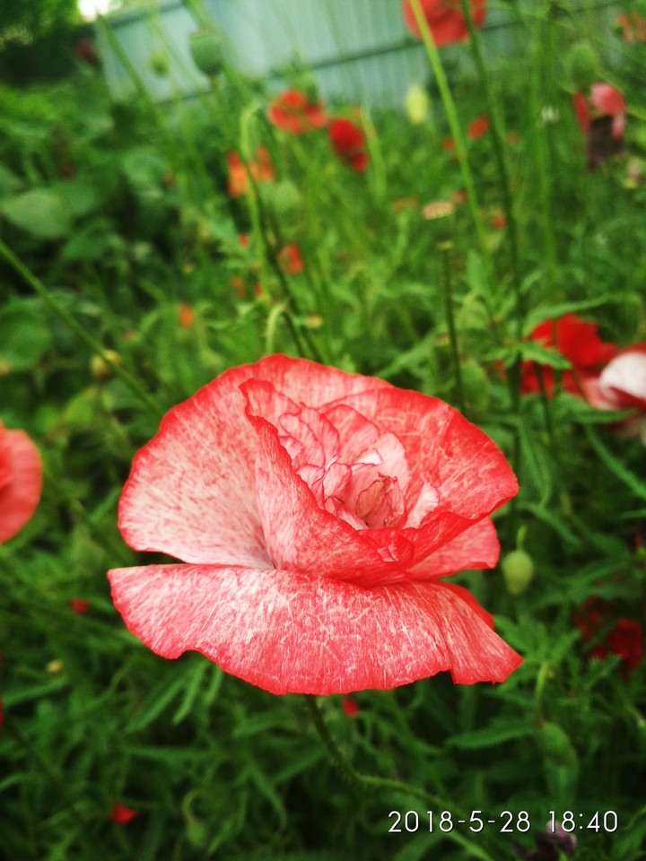 Poppy