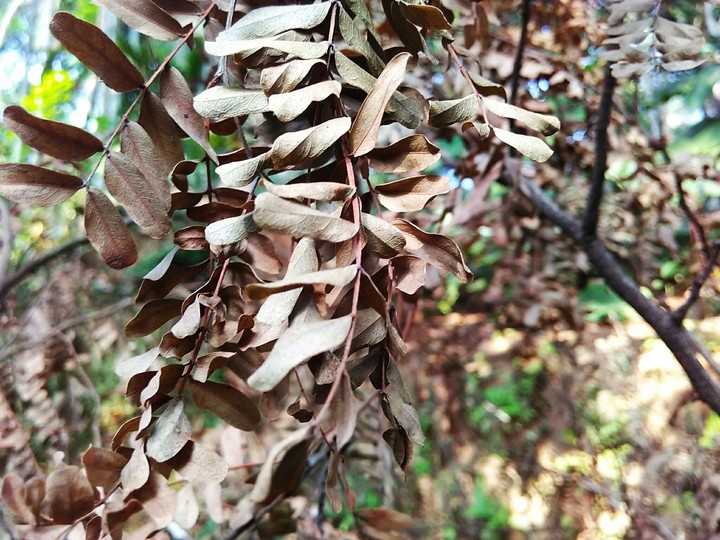 leaves