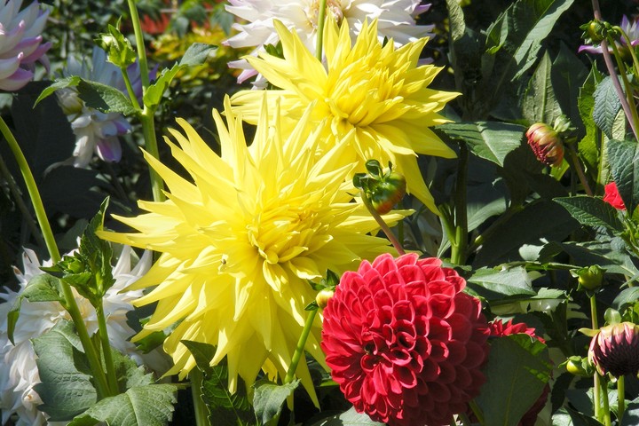 Butchart Gardens, Victoria, BC