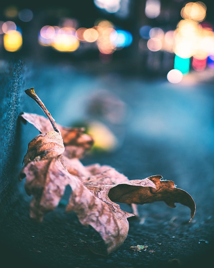 Leaf