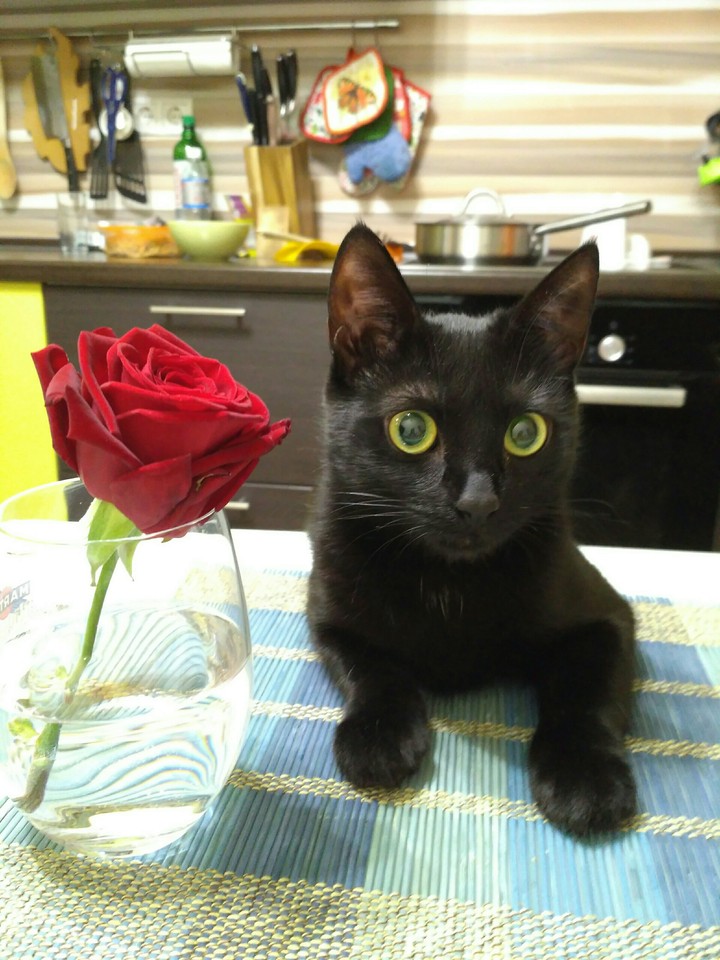 Котя