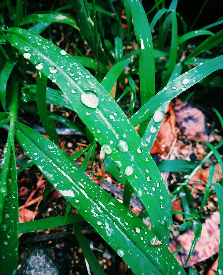 nature