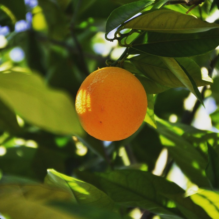 orange