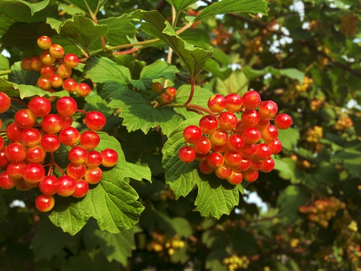guelder rose