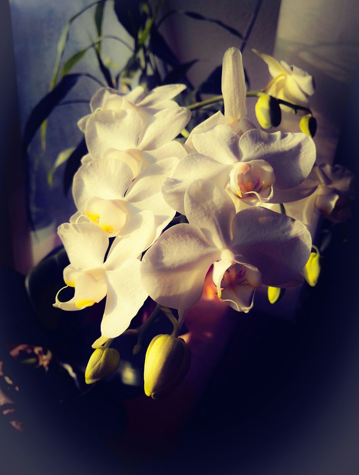 white orchid