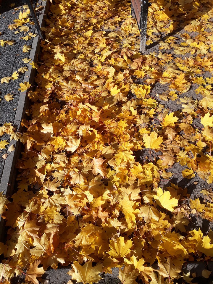 Autumn