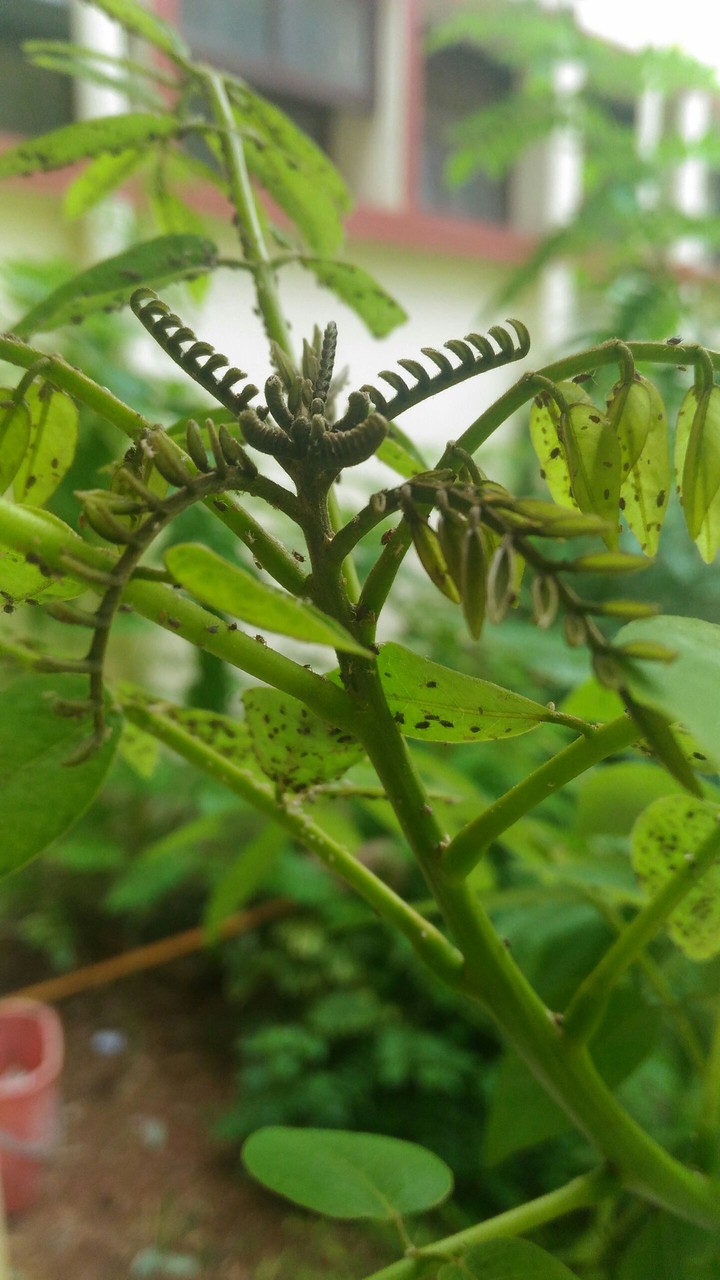 Leaves