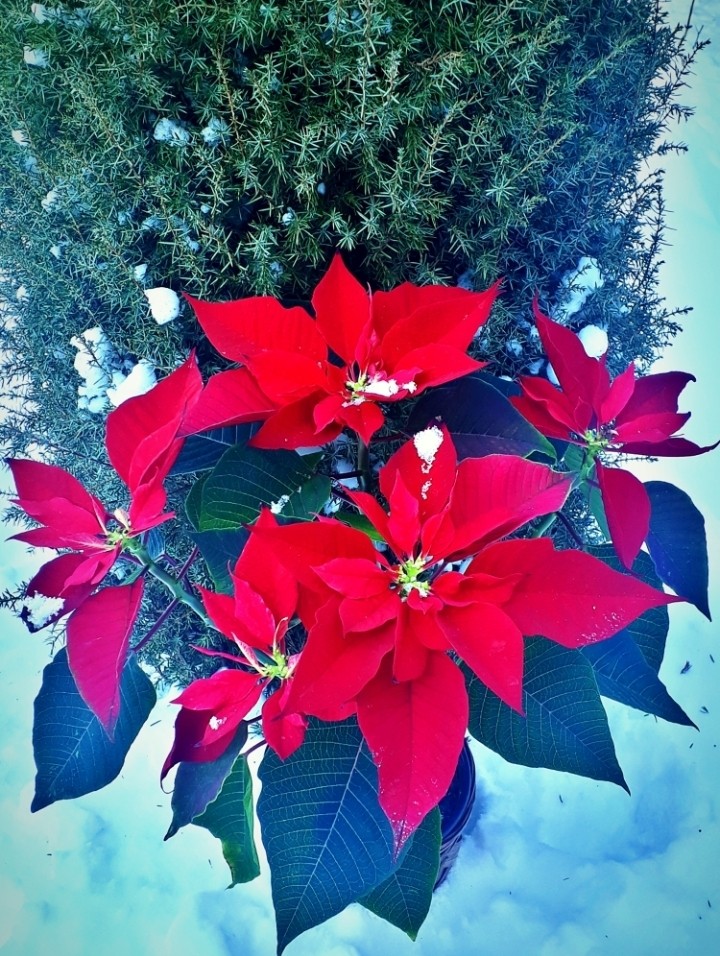 red ... winter day ... inspiration
