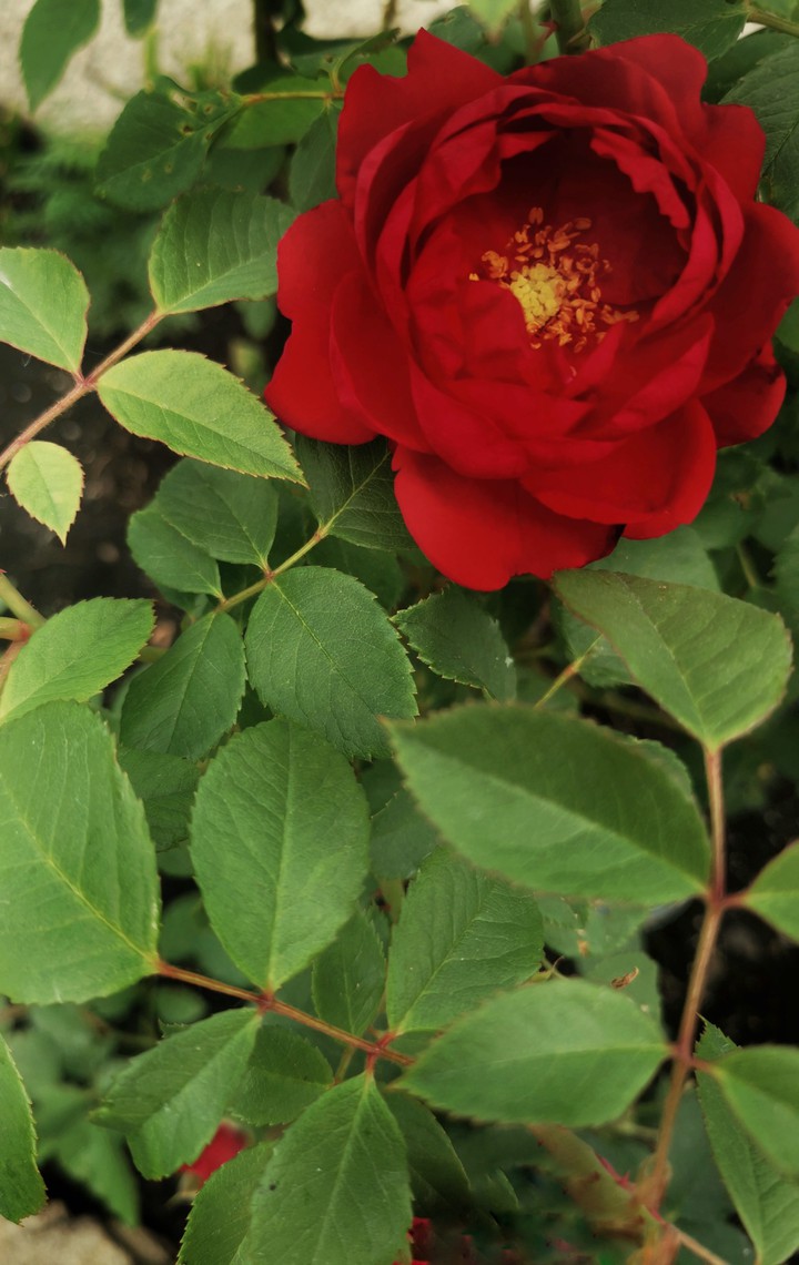 ever rose