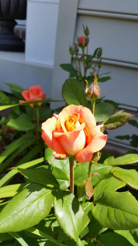 orange rose