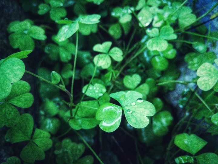 Greenery